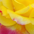 Geel - roze - Theehybriden - Horticolor